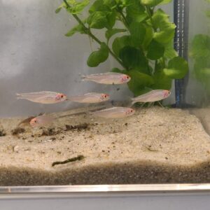🔴🐟 Rummynose Tetras –4 Pack | Tight Schooling Community Fish