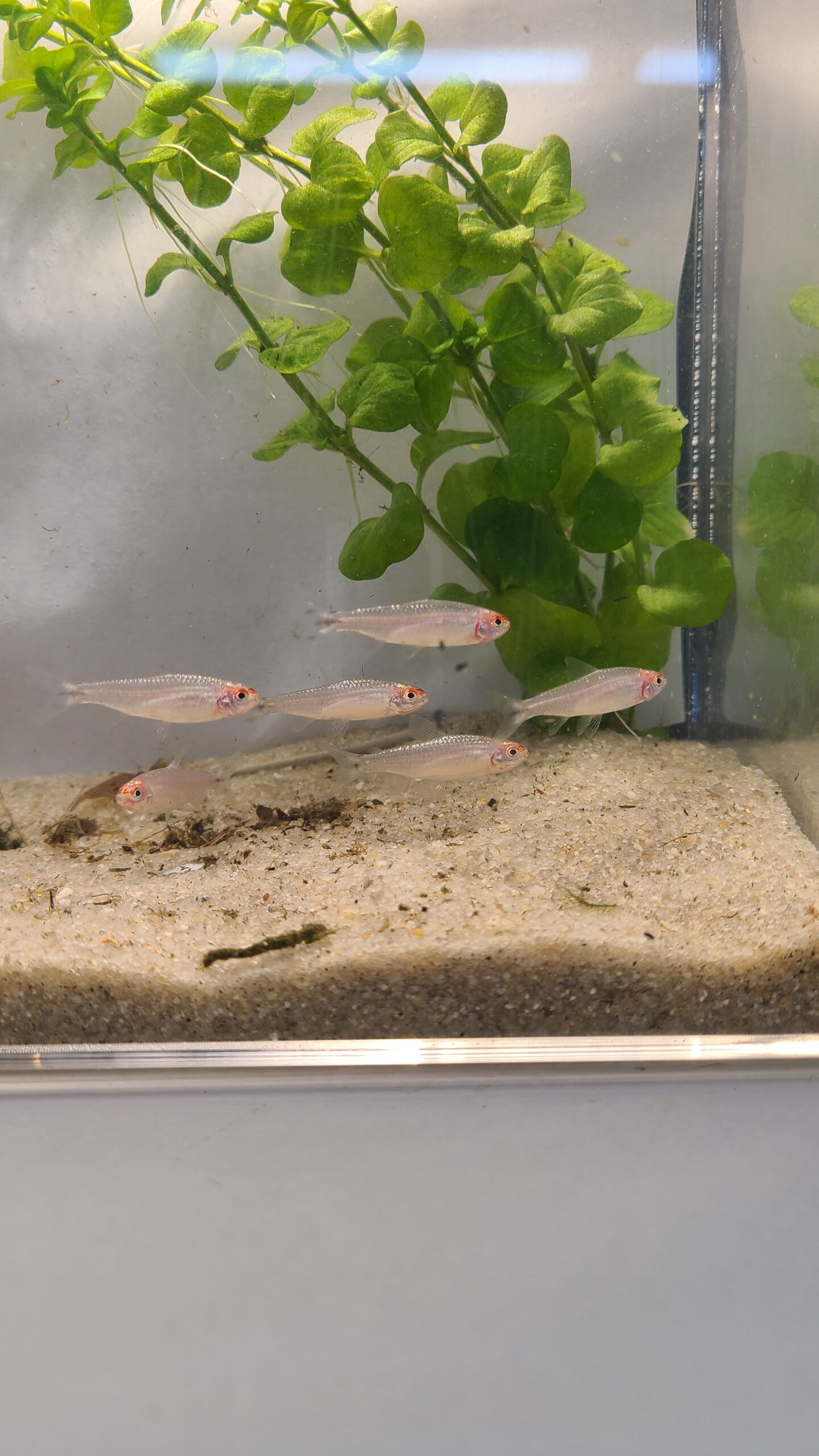 🔴🐟 Rummynose Tetras –4 Pack | Tight Schooling Community Fish