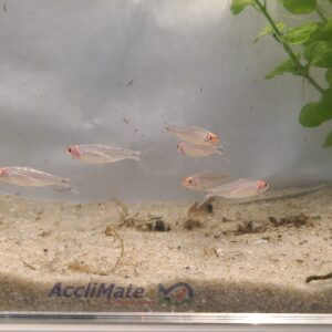 Alternative view of 🔴🐟 Rummynose Tetras –4 Pack | Tight Schooling Community Fish