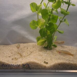 🌈🐟 Boesemani Rainbowfish 2 – Vibrant Community Fish