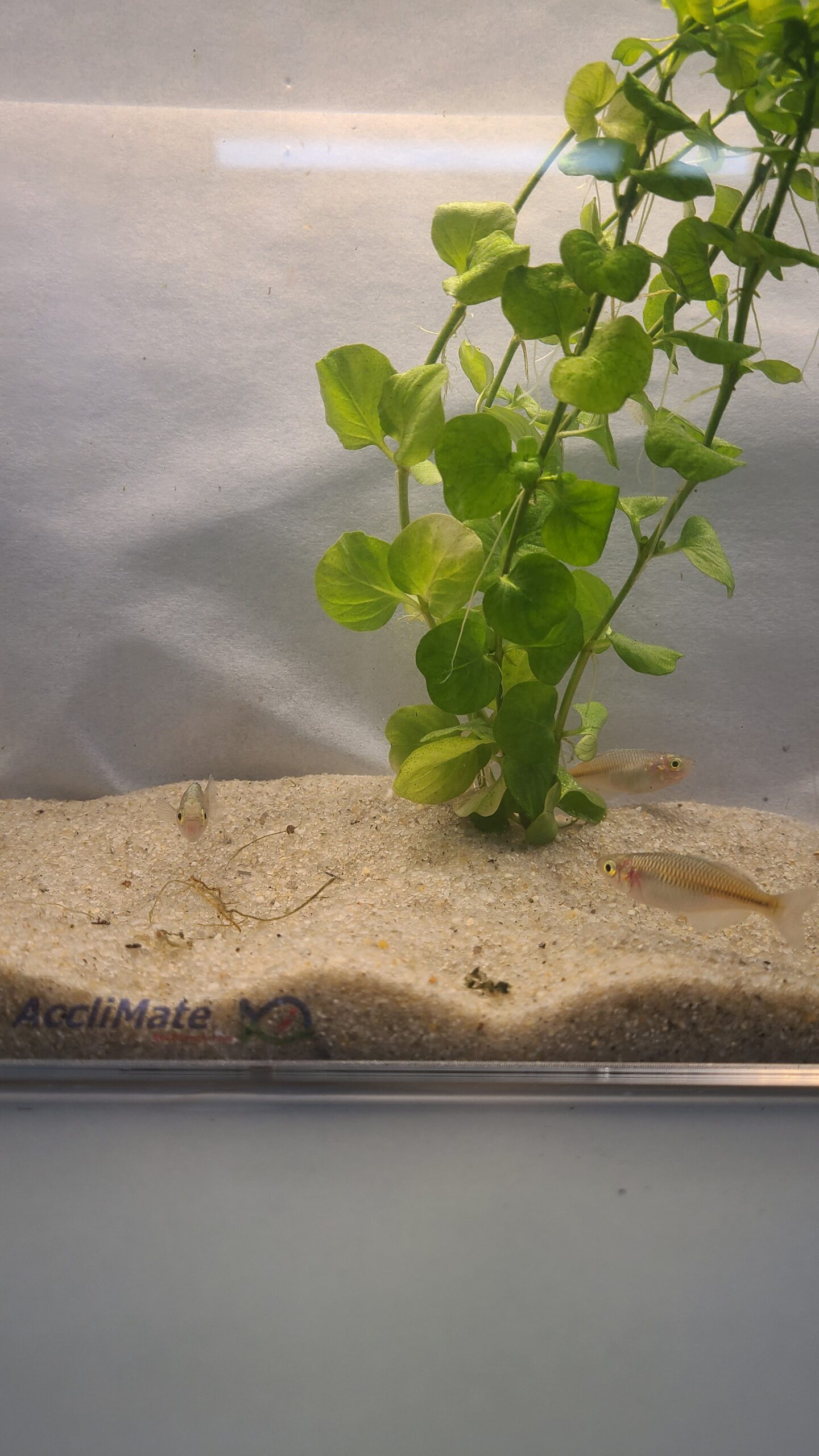 🌈🐟 Boesemani Rainbowfish 2 – Vibrant Community Fish