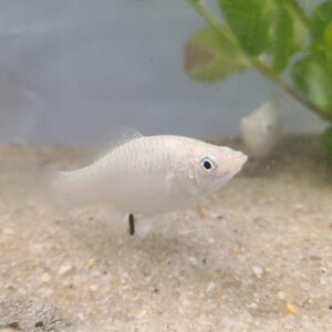 🐟✨ Silver Mollies – 3 Pack | Hardy Livebearer Community Fish
