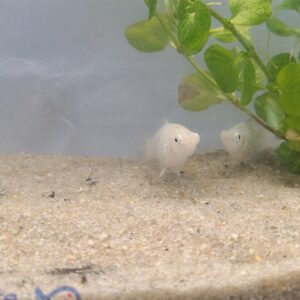 Alternative view of 🐟✨ Silver Mollies – 3 Pack | Hardy Livebearer Community Fish