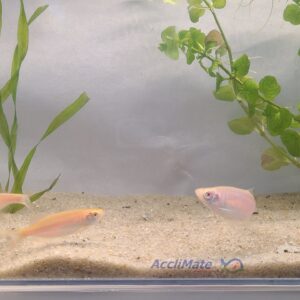 Alternative view of 🐟✨ Large Gold Danios – 3 Pack | Active & Hardy Community Fish