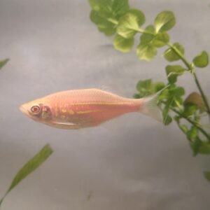 🐟✨ Large Gold Danios – 3 Pack | Active & Hardy Community Fish