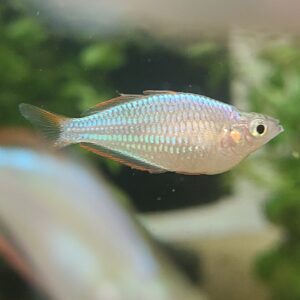 🐟 Dwarf Neon Rainbowfish (Melanotaenia praecox) – Group of 3 – $24.95