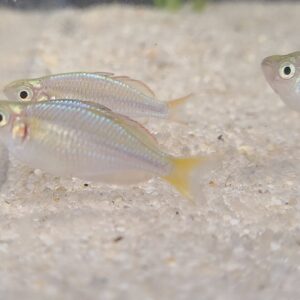 Alternative view of 🐟 Dwarf Neon Rainbowfish (Melanotaenia praecox) – Group of 3 – $24.95