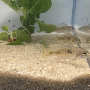 🐟 Blue Dolphin Cichlid (1") – 3 Pack | Peaceful African Cichlid Starter
