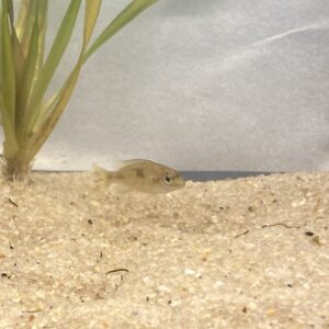 Alternative view of 🐟 Blue Dolphin Cichlid (1") – 3 Pack | Peaceful African Cichlid Starter