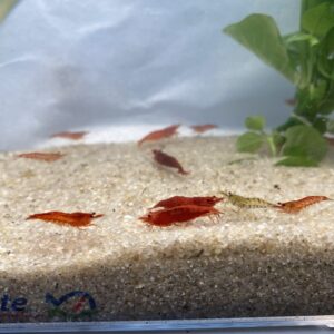 Alternative view of 🦐 Assorted Cherry Shrimp – 6 Pack | Colorful Cleanup Crew for Natural Aquariums