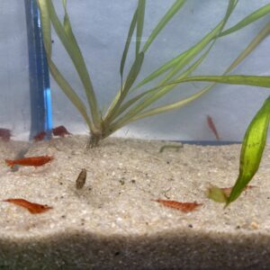 🦐 Assorted Cherry Shrimp – 6 Pack | Colorful Cleanup Crew for Natural Aquariums