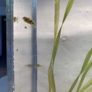 Alternative view of 🐡 Pea Puffer – 3 Pack | Tiny Predator with Big Personality