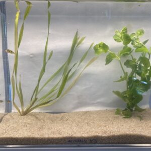 🐡 Pea Puffer – 3 Pack | Tiny Predator with Big Personality