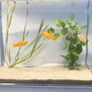 🟠🐟 Creamsicle Molly – 3 Pack | Bright & Hardy Livebearer