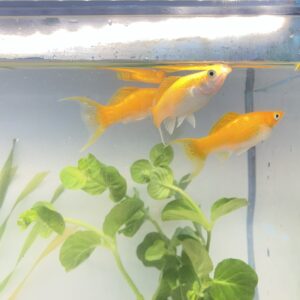 Alternative view of 🟠🐟 Creamsicle Molly – 3 Pack | Bright & Hardy Livebearer
