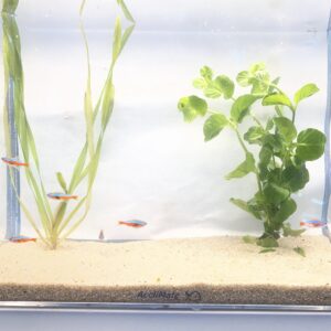 🔴🐟 Cardinal Tetras – 6 Pack | Vibrant Schooling Fish for Natural Aquariums