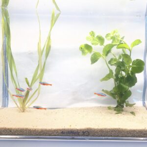 Alternative view of 🔴🐟 Cardinal Tetras – 6 Pack | Vibrant Schooling Fish for Natural Aquariums