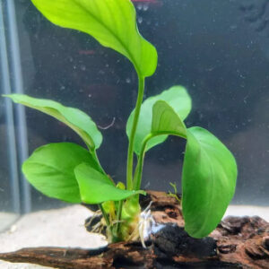 🌿 Anubias Nana – Hardy Low-Light Aquarium Plant