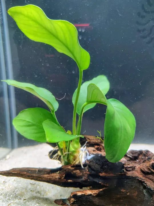 🌿 Anubias Nana – Hardy Low-Light Aquarium Plant