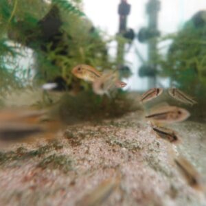 🐠 Cockatoo Apistogramma (Apistogramma cacatuoides) Trio – $29.95