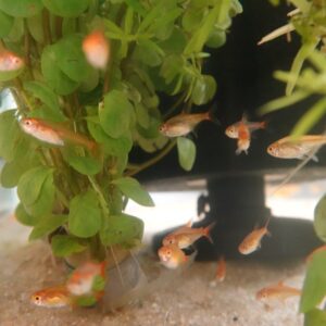 Alternative view of 🐟🧡 Ember Tetra (Hyphessobrycon amandae) – Pack of 5