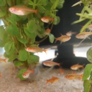 🐟🧡 Ember Tetra (Hyphessobrycon amandae) – Pack of 5