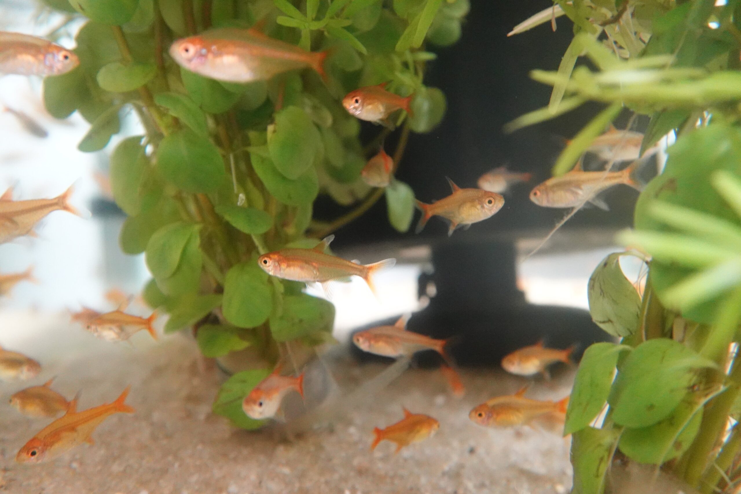 🐟🧡 Ember Tetra (Hyphessobrycon amandae) – Pack of 5