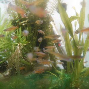 🐟🌈 Paska Dwarf Rainbowfish – Set of 4