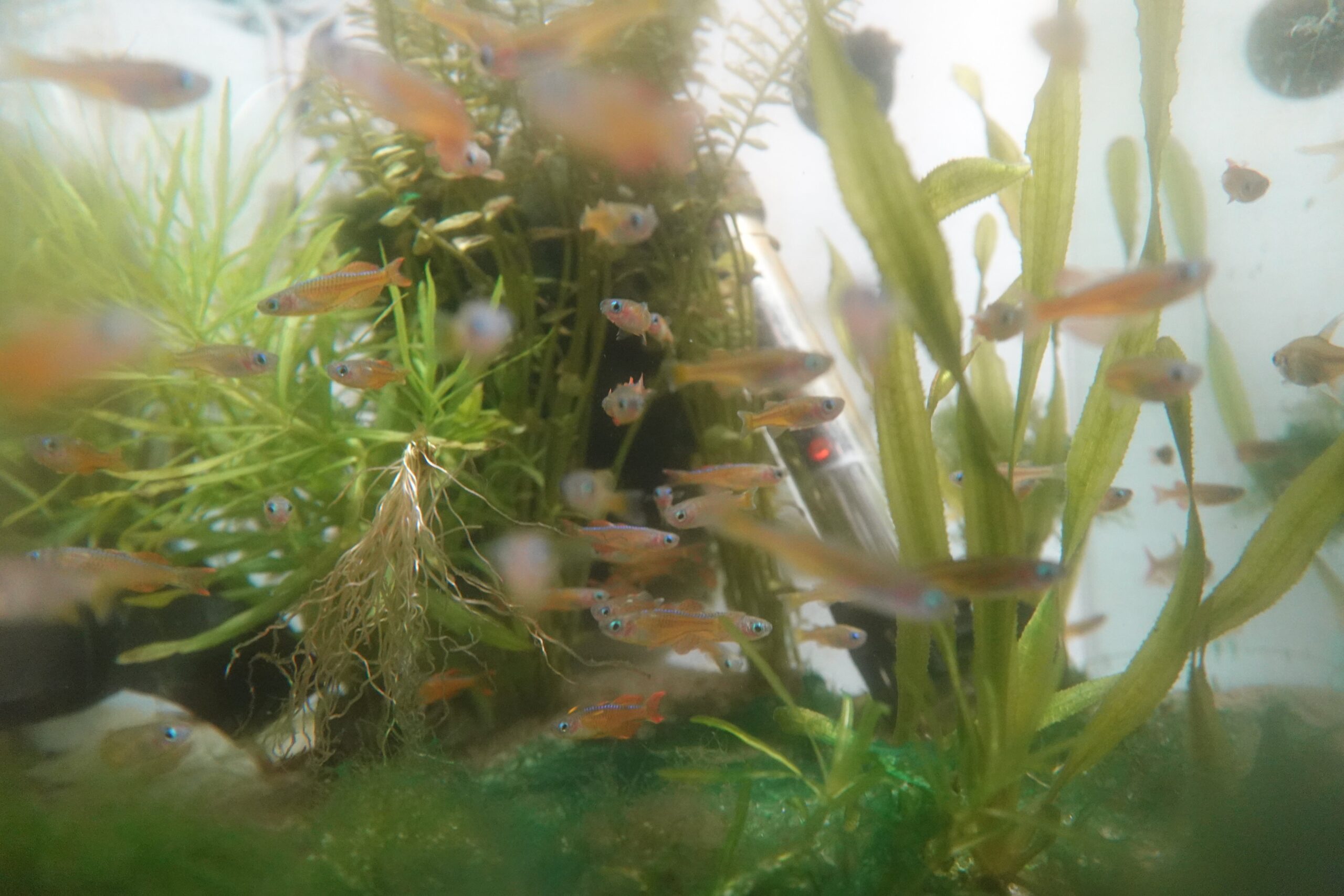 🐟🌈 Paska Dwarf Rainbowfish – Set of 4