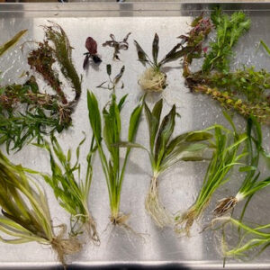 🌿 Large Aquarium Plant Pack – 28 Hardy Live Plants for 35–75 Gallon Tanks