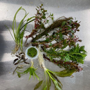 🌿 Medium Aquarium Plant Pack – Balanced Mix of Easy Live Plants (10–29 Gallons)