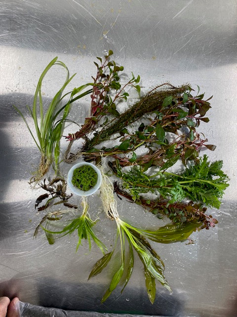 🌿 Medium Aquarium Plant Pack – Balanced Mix of Easy Live Plants (10–29 Gallons)