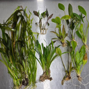 🌿 Rooted Plant Pack – 20 Hardy Live Aquarium Plants | Week-Only Special