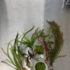 🌿 Small Aquarium Plant Pack – Farmer’s Choice (0–10 Gallons)