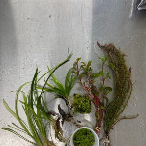 🌿 Small Aquarium Plant Pack – Farmer’s Choice (0–10 Gallons)