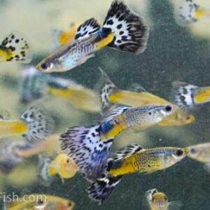 🐟 Fancy Snakeskin Guppy Pair – Farmer's Choice
