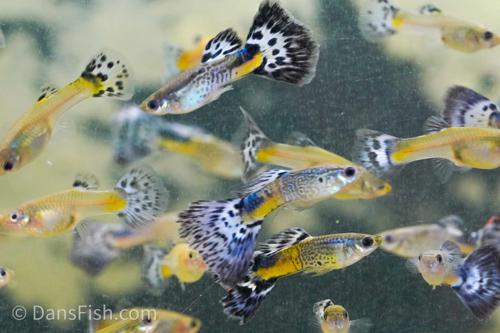 🐟 Fancy Snakeskin Guppy Pair – Farmer's Choice